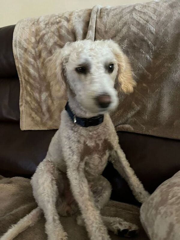 Cockapoo puppies for sale in Larkhall, Lanarkshire – 2 years old - Image 2 of 3