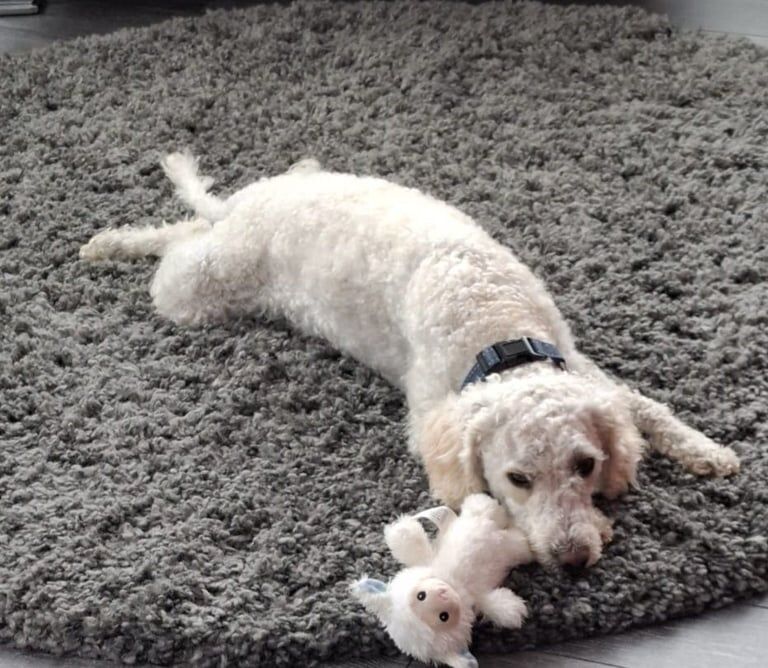 Cockapoo puppies for sale in Larkhall, Lanarkshire – 2 years old - Image 3 of 3