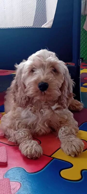 Cockapoo puppies for sale in Cookstown, County Tyrone – 11 weeks old