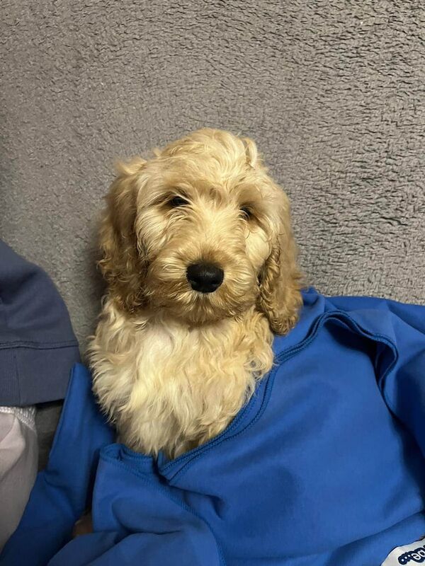 Cockapoo puppies for sale in Cookstown, County Tyrone – 6 months old - Image 2 of 2