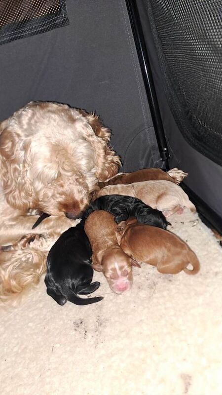Cockapoo puppies for sale in Ballycastle, County Antrim – 3 months old - Image 2 of 2