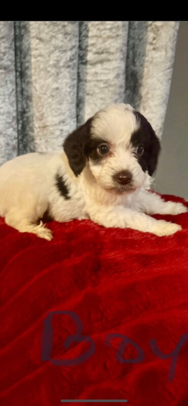 Cockapoo puppies for sale in Leicester, Leicestershire – 5 months old - Image 2 of 5