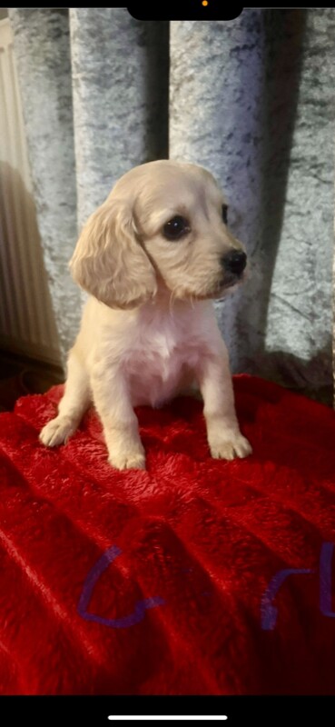 Cockapoo puppies for sale in Leicester, Leicestershire – 5 months old - Image 3 of 5
