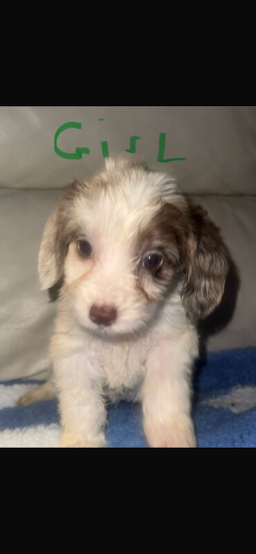 Cockapoo puppies for sale in Leicester, Leicestershire – 5 months old - Image 4 of 5