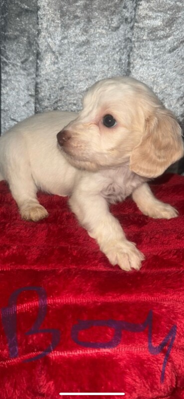 Cockapoo puppies for sale in Leicester, Leicestershire – 5 months old - Image 5 of 5