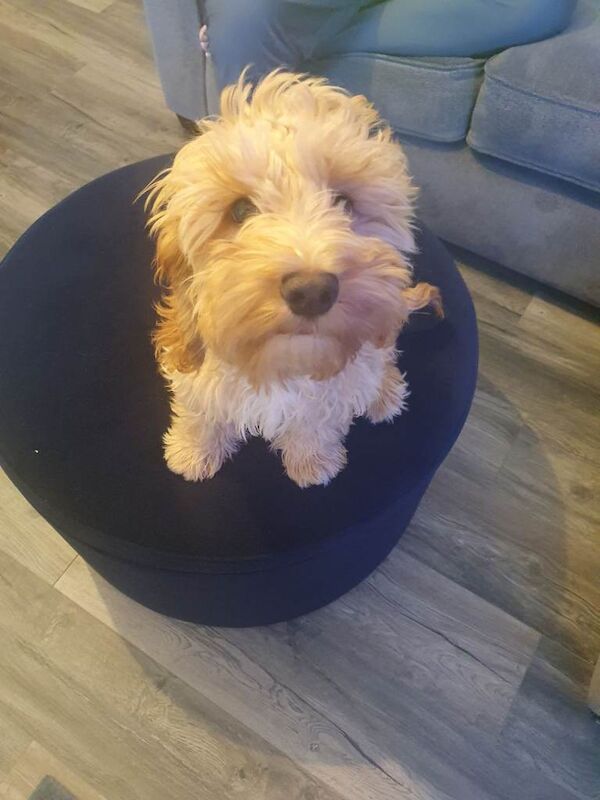 Cockapoo puppies for sale in Omagh, County Tyrone – 9 months old - Image 2 of 3