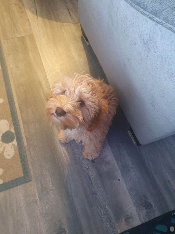 Cockapoo puppies for sale in Omagh, County Tyrone – 9 months old - Image 3 of 3