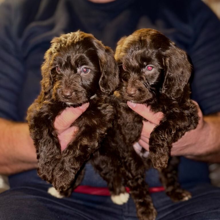 Cockapoo puppies for sale in Harlow, Essex – 8 weeks old