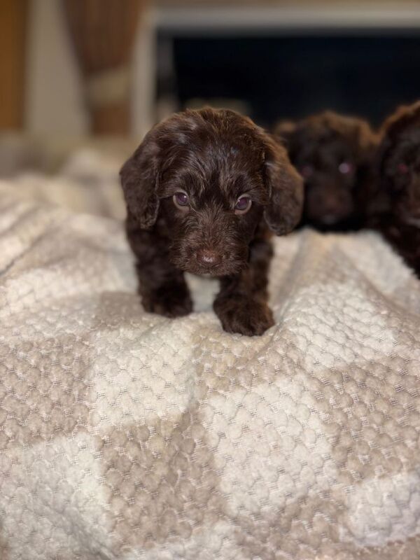 Cockapoo puppies for sale in Harlow, Essex – 4 months old - Image 2 of 5