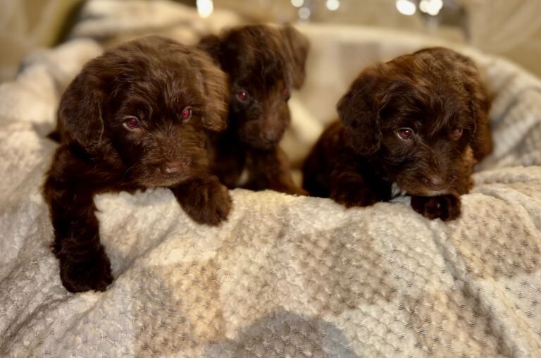 Cockapoo puppies for sale in Harlow, Essex – 4 months old - Image 3 of 5