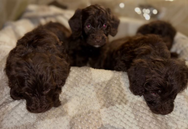 Cockapoo puppies for sale in Harlow, Essex – 4 months old - Image 4 of 5