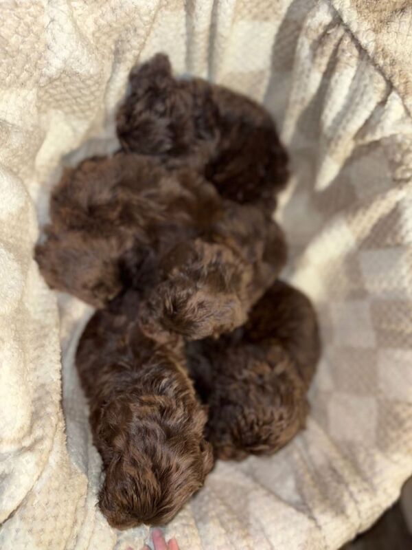 Cockapoo puppies for sale in Harlow, Essex – 4 months old - Image 5 of 5