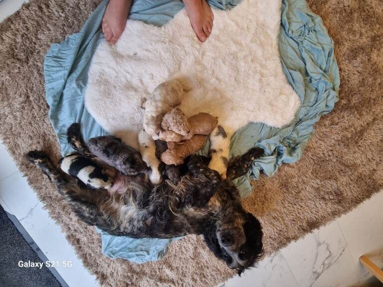 Cockapoo puppies for sale in Stourport-on-Severn, Worcestershire – 10 weeks old