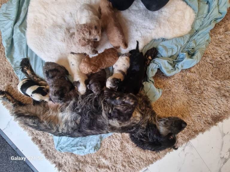 Cockapoo puppies for sale in Stourport-on-Severn, Worcestershire – 5 months old - Image 2 of 6