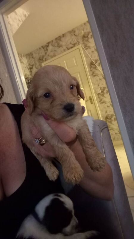 Cockapoo puppies for sale in Stourport-on-Severn, Worcestershire – 5 months old - Image 3 of 6