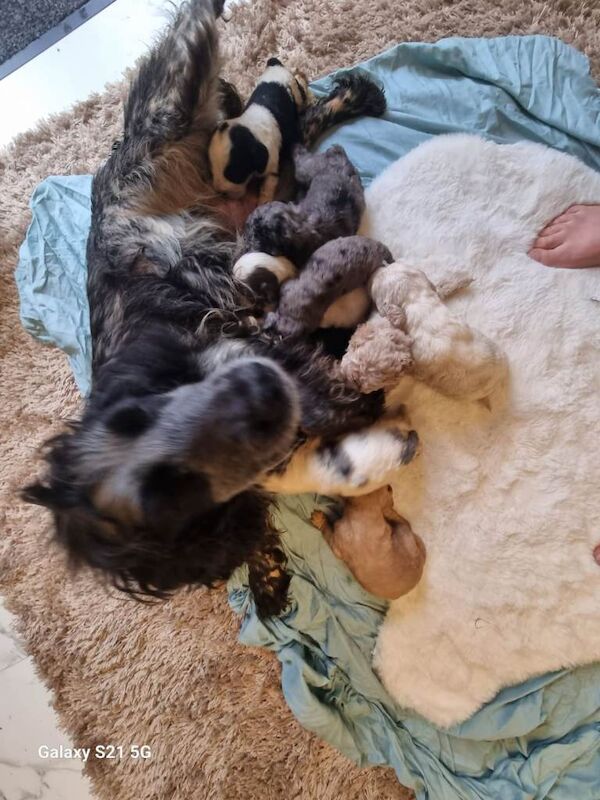 Cockapoo puppies for sale in Stourport-on-Severn, Worcestershire – 5 months old - Image 4 of 6