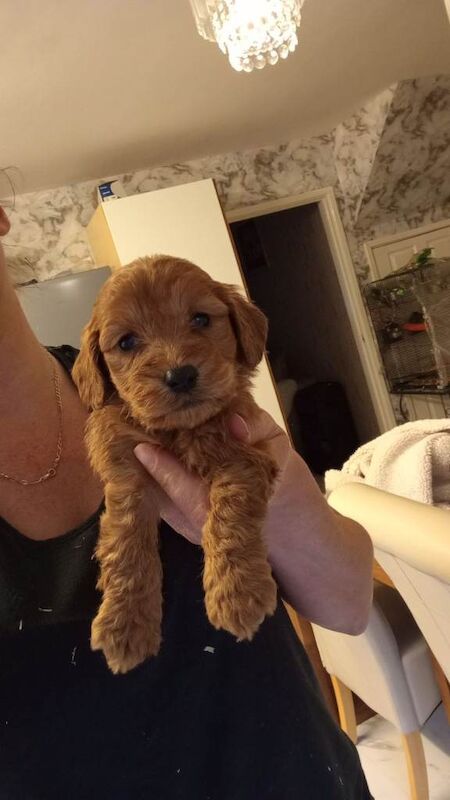 Cockapoo puppies for sale in Stourport-on-Severn, Worcestershire – 5 months old - Image 5 of 6