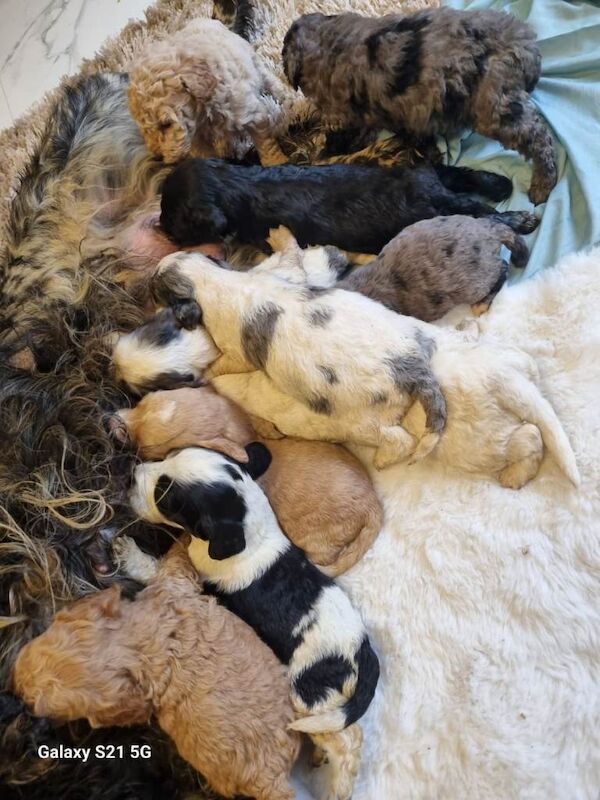 Cockapoo puppies for sale in Stourport-on-Severn, Worcestershire – 5 months old - Image 6 of 6