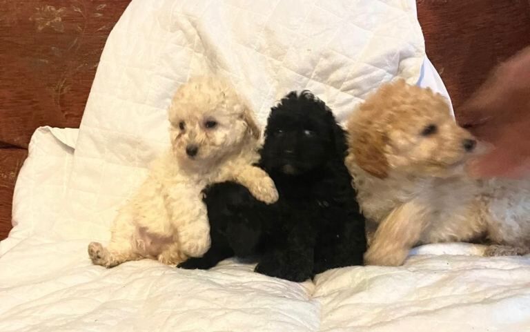 Cockapoo puppies for sale in County Antrim – 8 weeks old