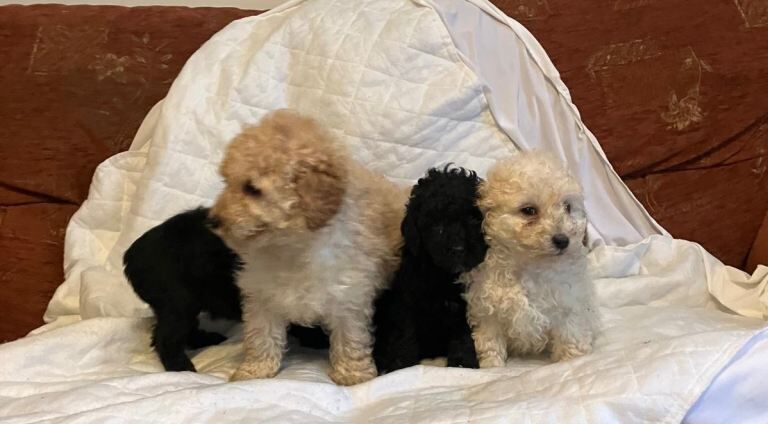 Cockapoo puppies for sale in County Antrim – 3 months old - Image 2 of 4