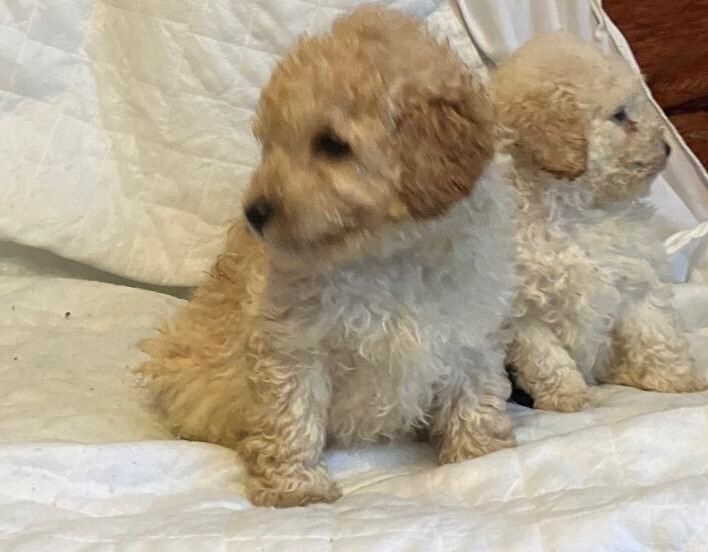 Cockapoo puppies for sale in County Antrim – 3 months old - Image 3 of 4