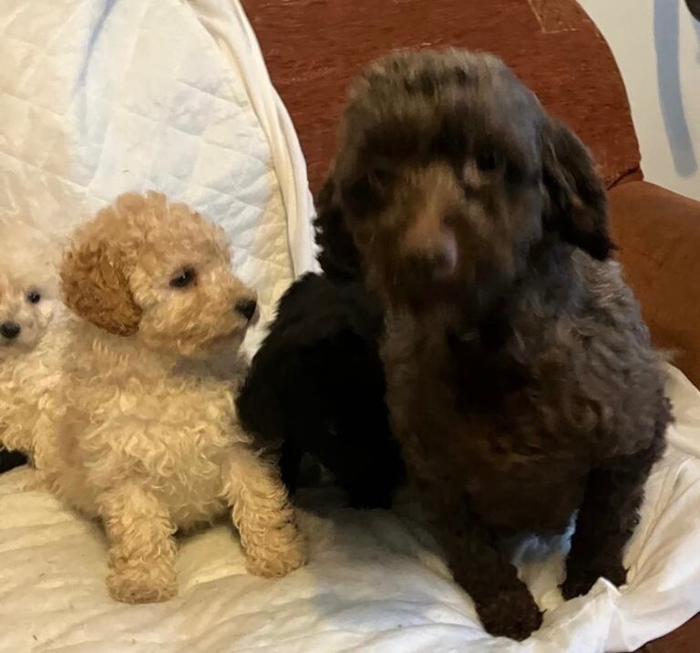 Cockapoo puppies for sale in County Antrim – 3 months old - Image 4 of 4