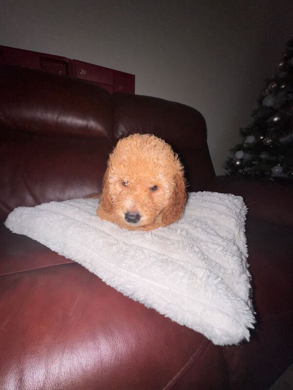 Cockapoo puppies for sale in Newtownards, County Down – 8 weeks old