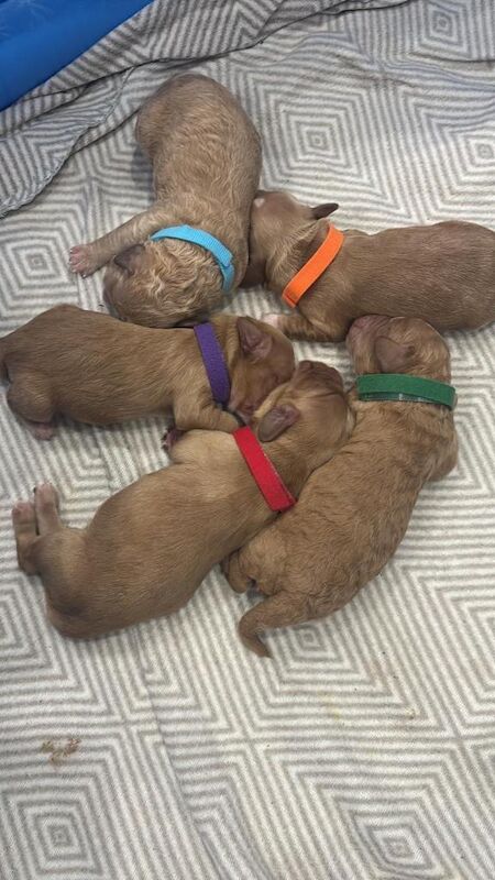 Cockapoo puppies for sale in Wallsend, Tyne and Wear – 3 weeks old