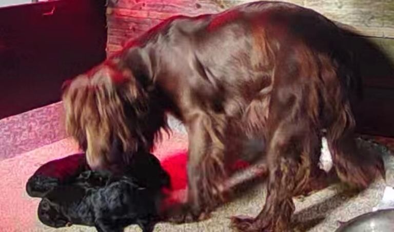 Cockapoo puppies for sale in Halesworth, Suffolk – 4 months old - Image 2 of 6