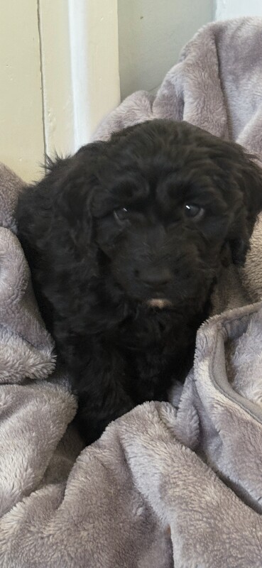 Cockapoo puppies for sale in Halesworth, Suffolk – 4 months old - Image 3 of 6