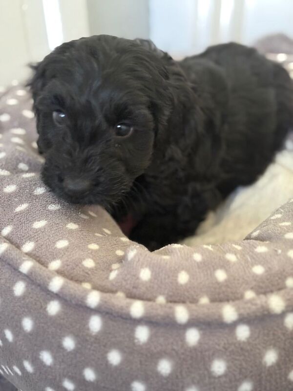 Cockapoo puppies for sale in Halesworth, Suffolk – 4 months old - Image 4 of 6