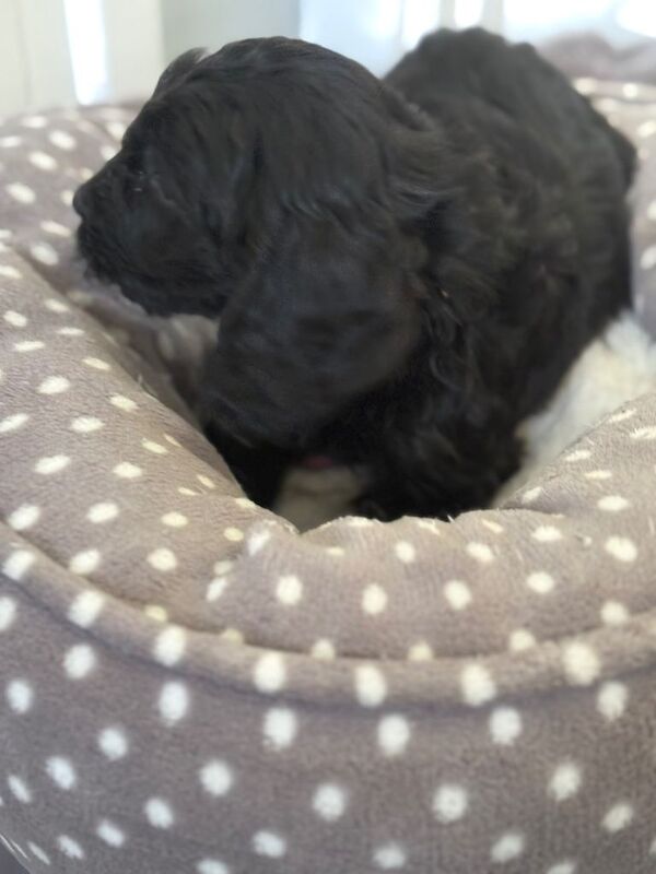 Cockapoo puppies for sale in Halesworth, Suffolk – 4 months old - Image 5 of 6