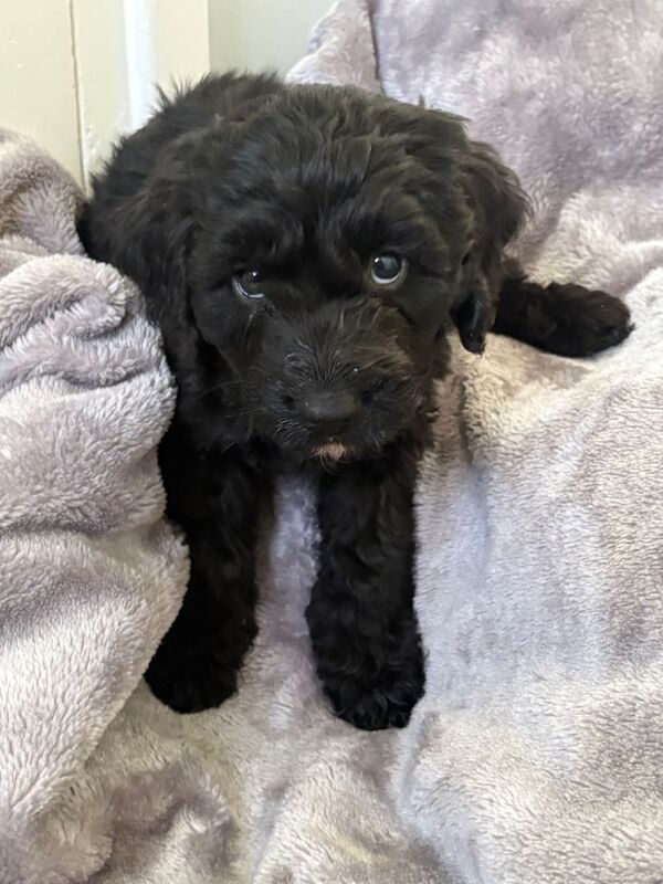 Cockapoo puppies for sale in Halesworth, Suffolk – 4 months old - Image 6 of 6