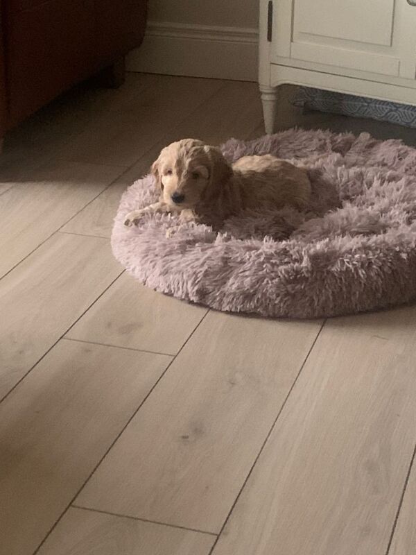 Cockapoo puppies for sale in Keady, County Armagh – 9 weeks old