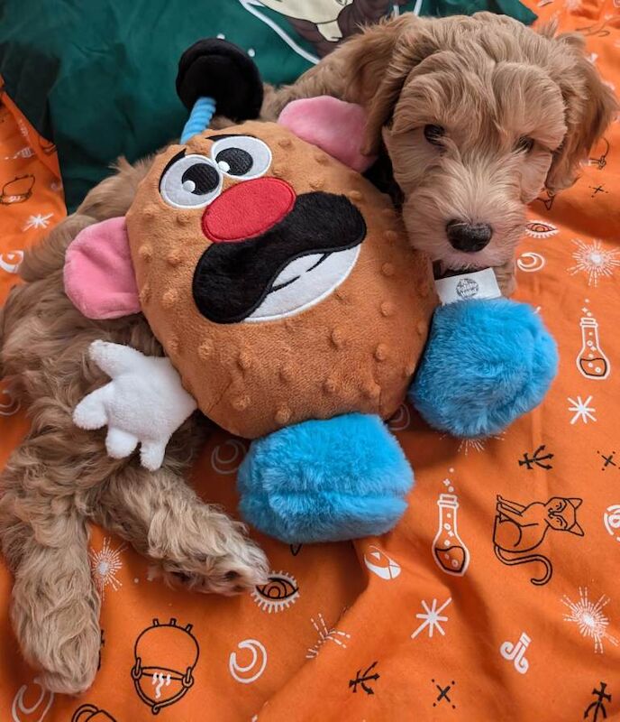 Cockapoo Puppies For Sale Under £1,000