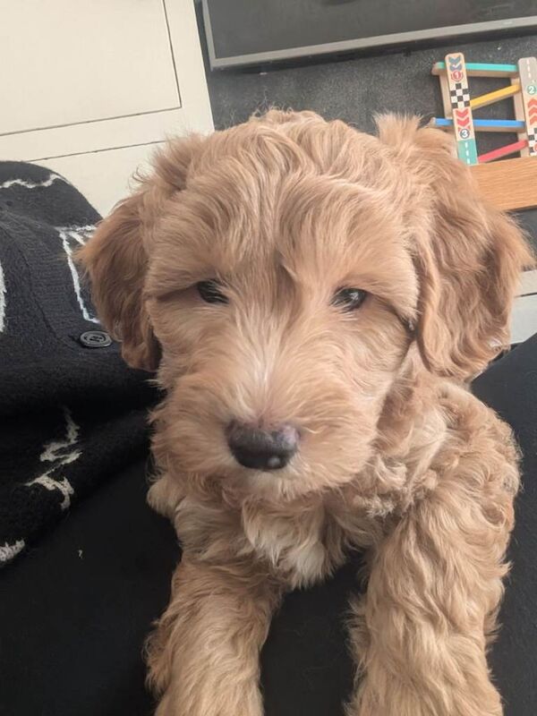 Cockapoo puppies for sale in Bournemouth, Dorset – 4 months old - Image 2 of 4