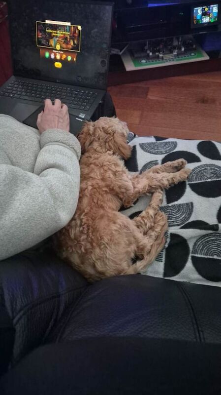 Cockapoo puppies for sale in Bournemouth, Dorset – 4 months old - Image 3 of 4