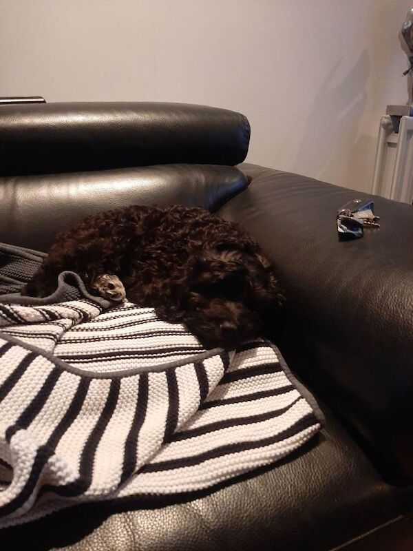 Cockapoo puppies for sale in Belfast, County Antrim – 3 months old - Image 2 of 4