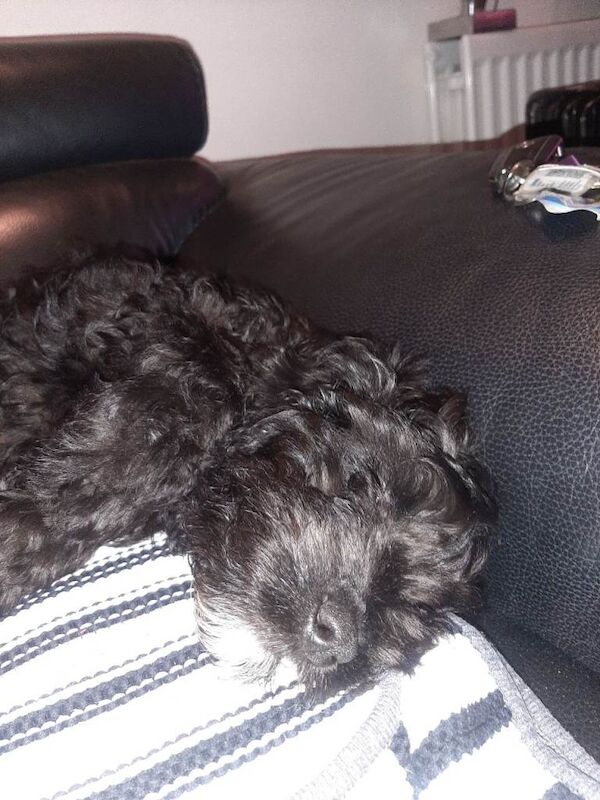 Cockapoo puppies for sale in Belfast, County Antrim – 3 months old - Image 3 of 4