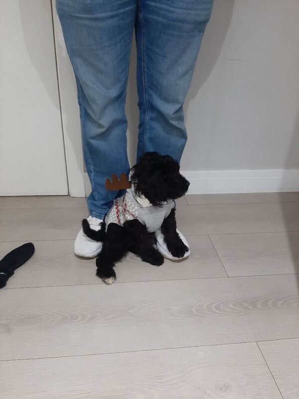 Cockapoo puppies for sale in Belfast, County Antrim – 3 months old - Image 4 of 4