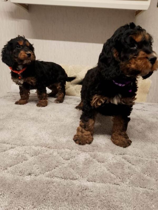 Cockapoo puppies for sale in Belfast, County Antrim – 10 weeks old
