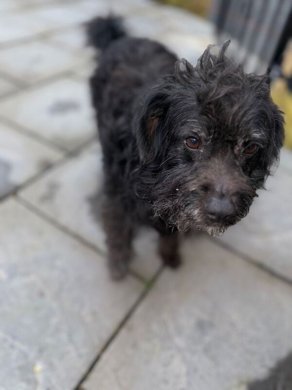 Cockapoo puppies for sale in Amersham, Buckinghamshire – 3 years old