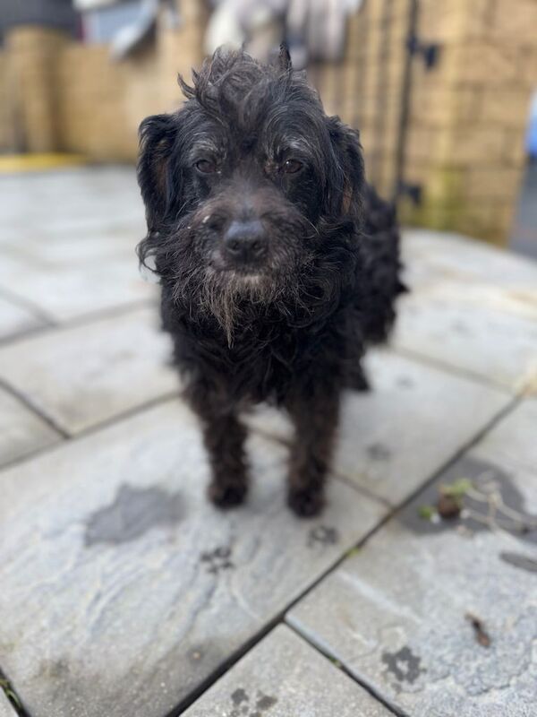 Cockapoo - Image 2 of 2