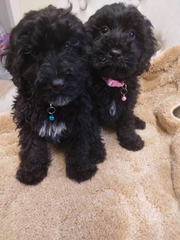 Cockapoo puppies for sale in Ravenhill, Staffordshire – 10 weeks old