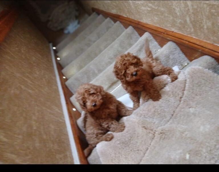 Cockapoo puppies for sale in Omagh, County Tyrone – 11 weeks old
