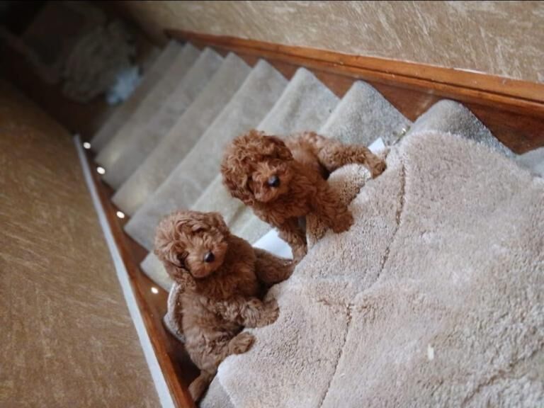 Cockapoo For Sale in Omagh, County Tyrone | Cockapoo Owners