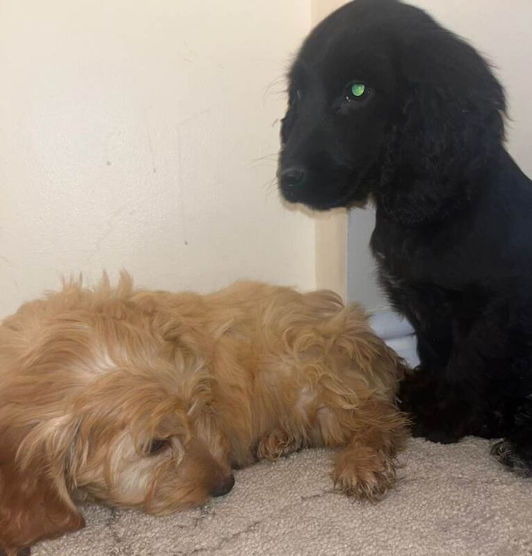 Cockapoo Puppies For Sale