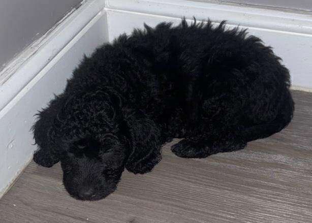 Cockapoo - Image 2 of 6