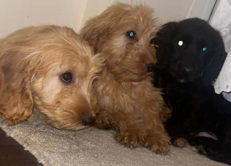 Cockapoo - Image 3 of 6