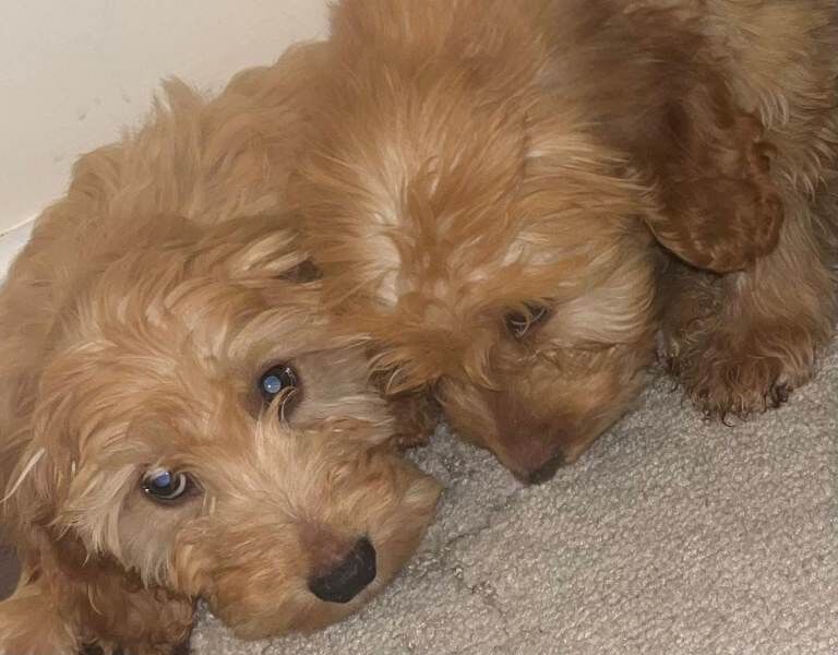 Cockapoo - Image 4 of 6